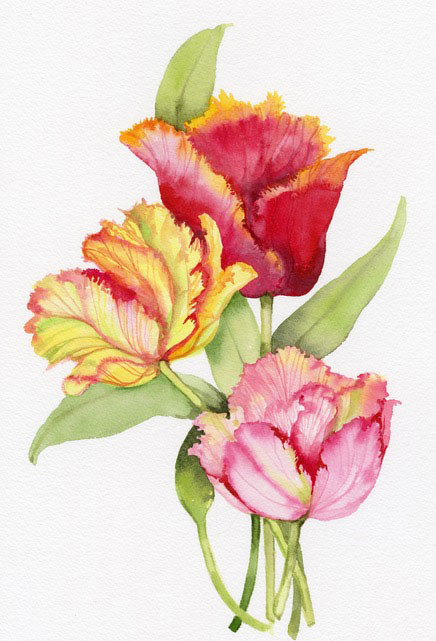 Watercolor painting of three tulips